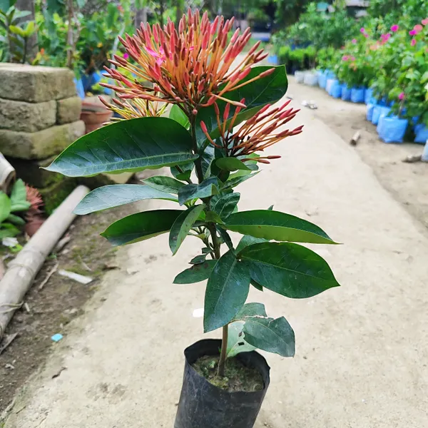 Ixora_|_Rongon_Flower_Plant_(Hybrid)_For_Outdoor_With_Grow_Bag