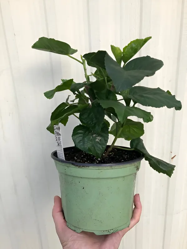 Hibiscus_Plant_(Hybrid)_For_Indoor_&_Outdoor_With_Grow_Bag