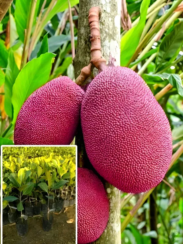 Pink_Jack_Fruit_Plant_(Grafted)_For_Outdoor_With_Grow_Bag