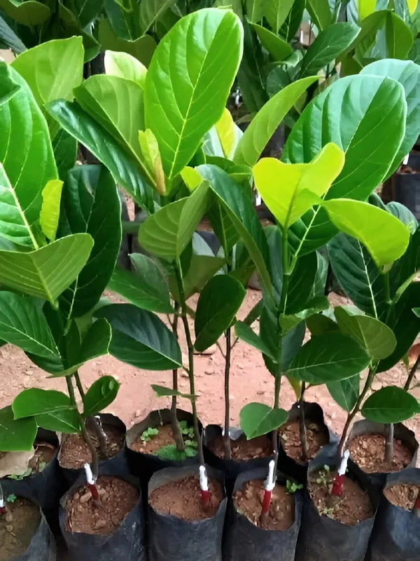 Pink_Jack_Fruit_Plant_(Grafted)_For_Outdoor_With_Grow_Bag