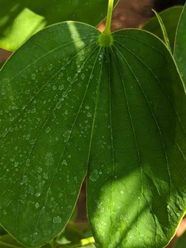 Kanchana_Plant_(Hybrid)_For_Indoor_&_Outdoor_With_Grow_Bag