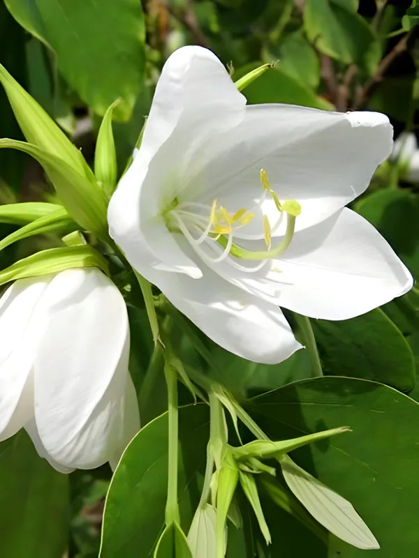 Kanchana_Plant_(Hybrid)_For_Indoor_&_Outdoor_With_Grow_Bag