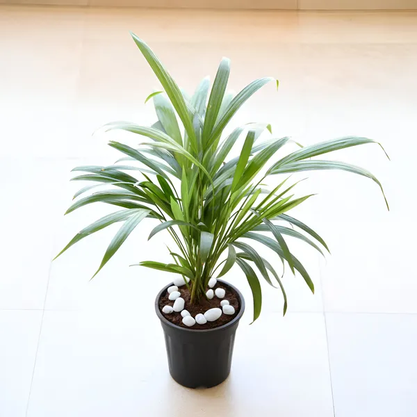 Areca_Palm_(Hybrid)_For_Indoor_&_Outdoor_With_Grow_Bag