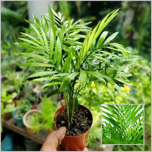 Areca_Palm_(Hybrid)_For_Indoor_&_Outdoor_With_Grow_Bag