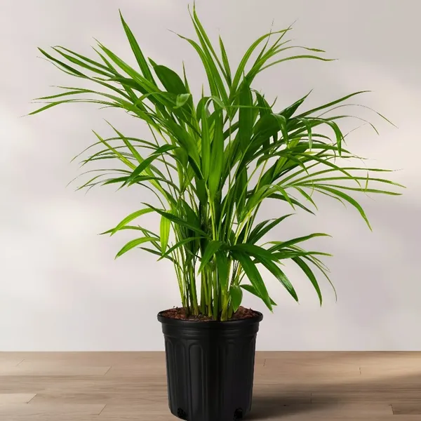 Areca_Palm_(Hybrid)_For_Indoor_&_Outdoor_With_Grow_Bag