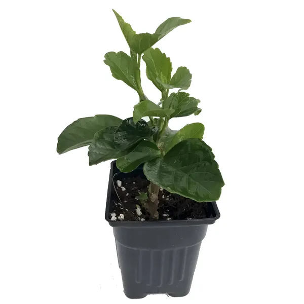 Hibiscus_Plant_(Hybrid)_For_Indoor_&_Outdoor_With_Grow_Bag