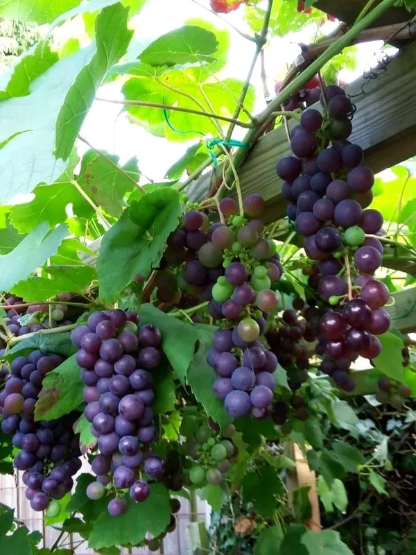 Grapes_Plant_(Hybrid)_For_Outdoor_With_Grow_Bag