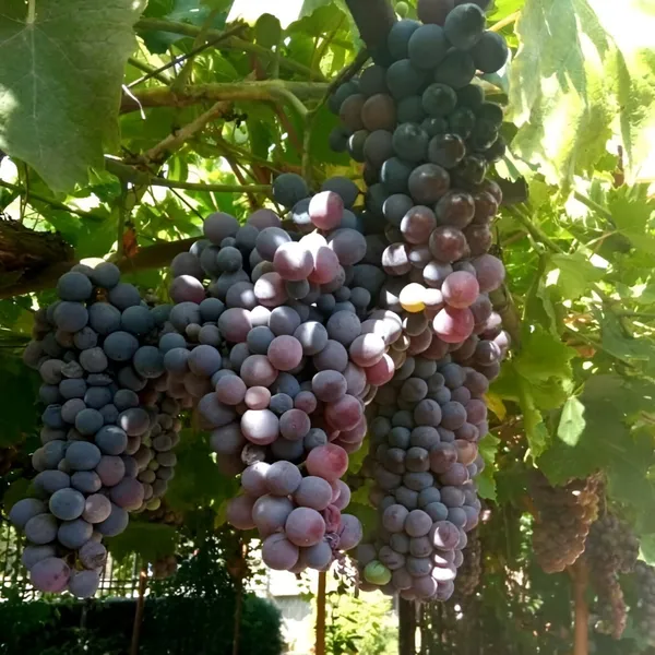 Grapes_Plant_(Hybrid)_For_Outdoor_With_Grow_Bag