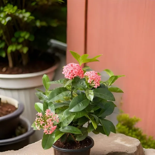 Rongon_Flower_Ixora_Mini_Red_Flowering_Plant_(Hybrid)_For_Outdoor_With_Grow_Bag