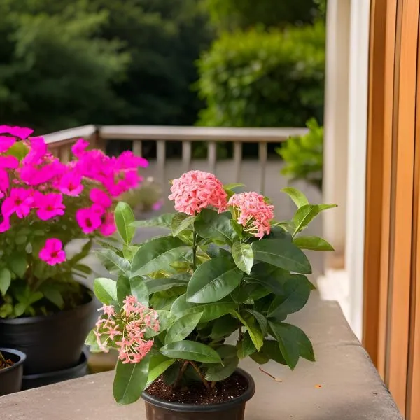 Rongon_Flower_Ixora_Mini_Red_Flowering_Plant_(Hybrid)_For_Outdoor_With_Grow_Bag