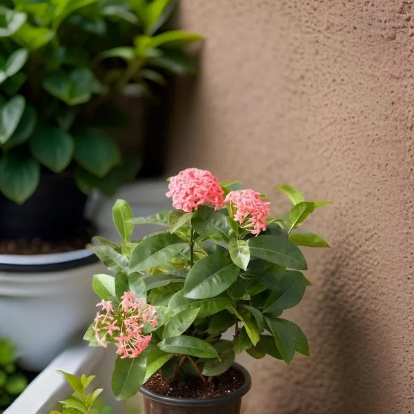 Rongon_Flower_Ixora_Mini_Red_Flowering_Plant_(Hybrid)_For_Outdoor_With_Grow_Bag