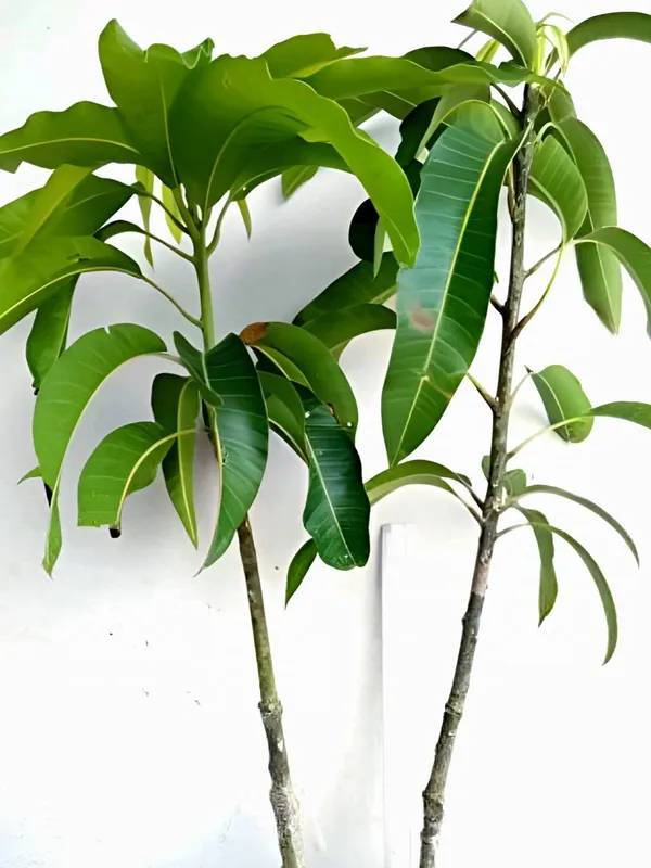 Gulab_Khas_Mango_Plant_(Hybrid)_For_Indoor_&_Outdoor_With_Grow_Bag