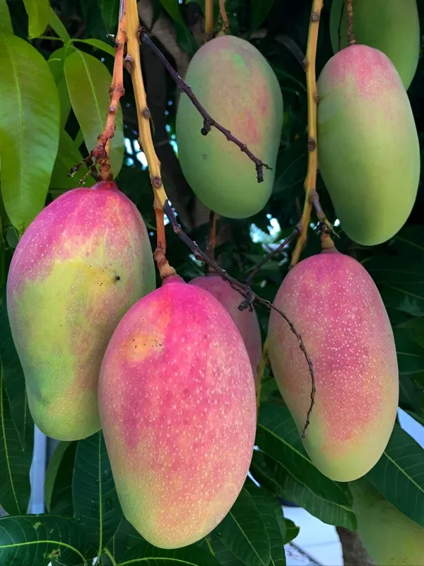 Gulab_Khas_Mango_Plant_(Hybrid)_For_Indoor_&_Outdoor_With_Grow_Bag