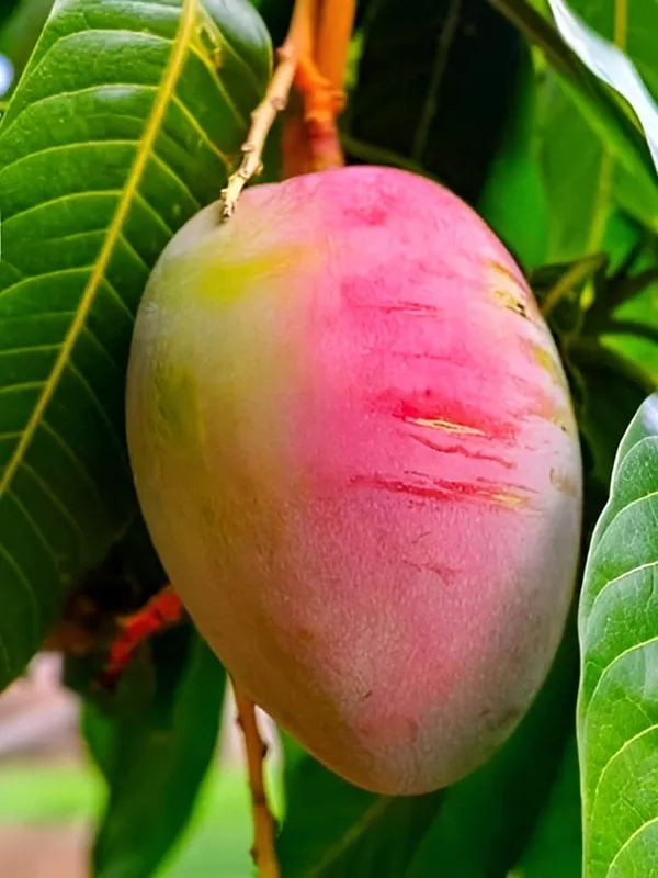 Gulab_Khas_Mango_Plant_(Hybrid)_For_Indoor_&_Outdoor_With_Grow_Bag