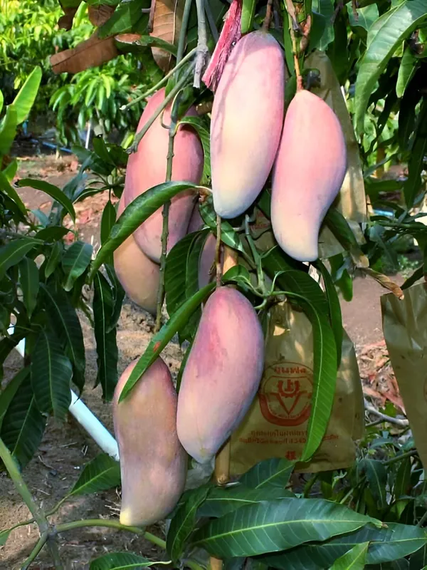 Red_Ivory_Mango_Plant_(Thailand_Grafted_Exotic_Varity)_For_Outdoor_With_Grow_Bag