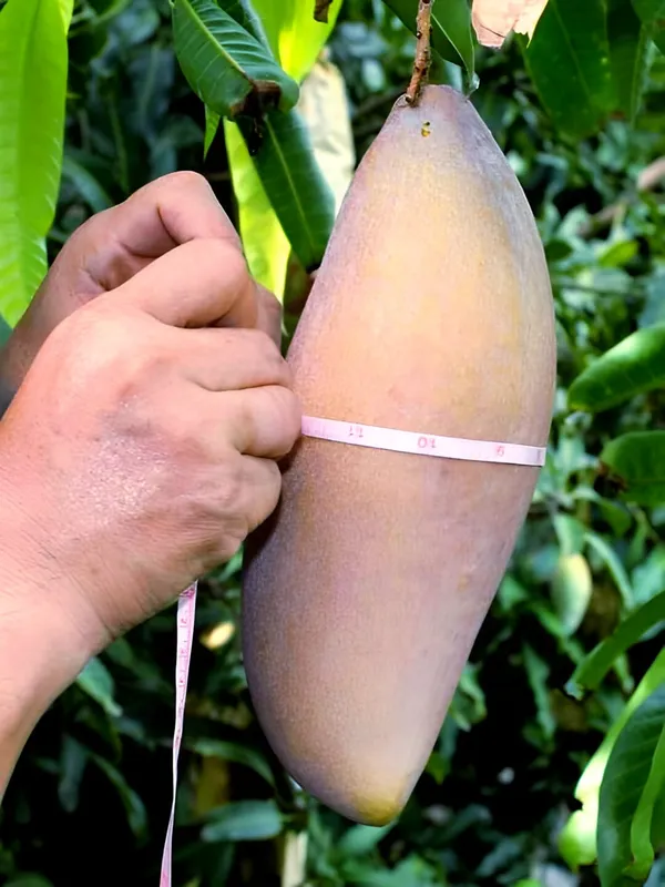 Red_Ivory_Mango_Plant_(Thailand_Grafted_Exotic_Varity)_For_Outdoor_With_Grow_Bag