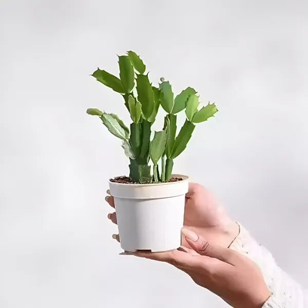 Christmas_Cactus_Plant__(Hybrid)_For_Outdoor_With_Grow_Bag