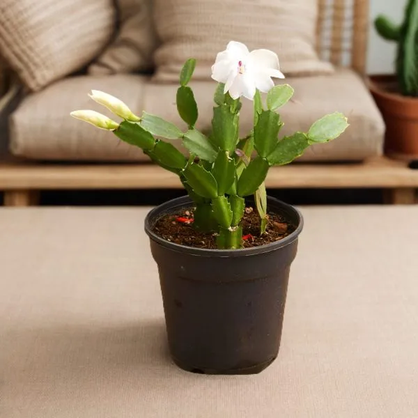 Christmas_Cactus_Plant__(Hybrid)_For_Outdoor_With_Grow_Bag