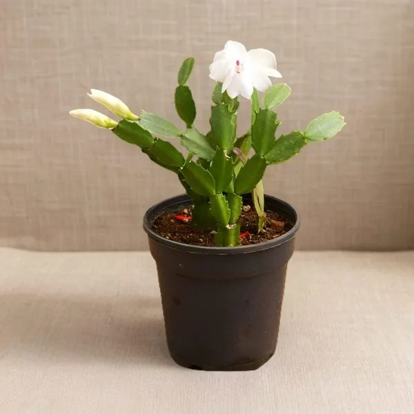 Christmas_Cactus_Plant__(Hybrid)_For_Outdoor_With_Grow_Bag