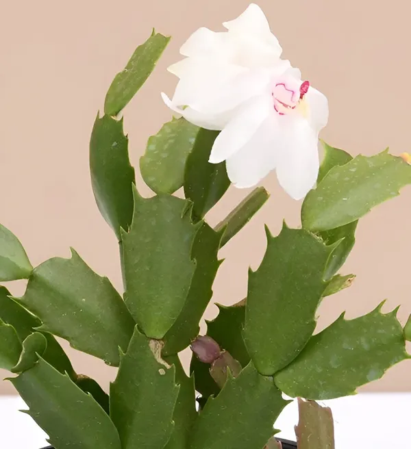 Christmas_Cactus_Plant__(Hybrid)_For_Outdoor_With_Grow_Bag