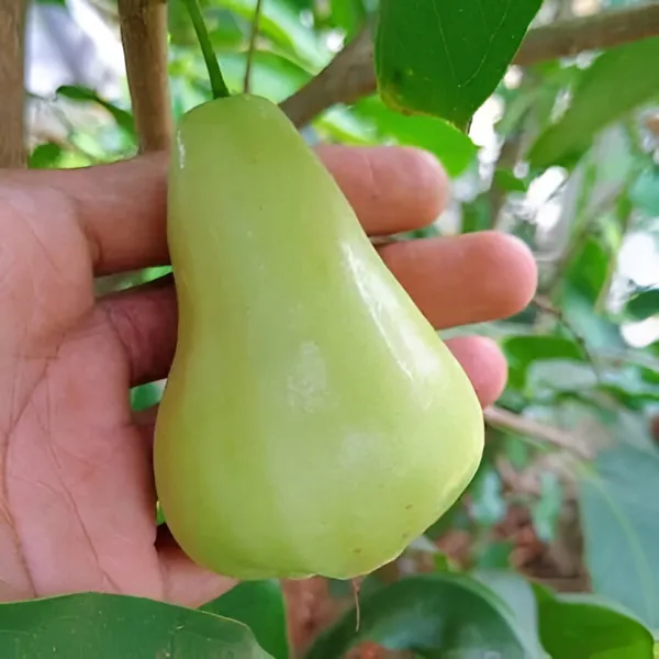 Water_Apple_Plant_(Hybrid)_For_Outdoor_With_Grow_Bag