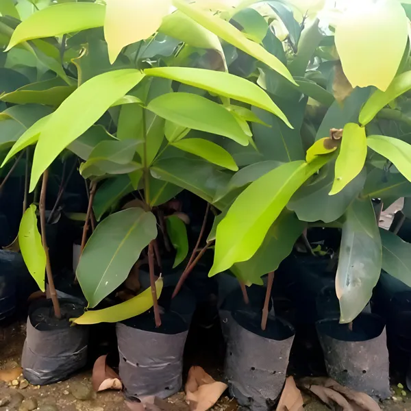Water_Apple_Plant_(Hybrid)_For_Outdoor_With_Grow_Bag