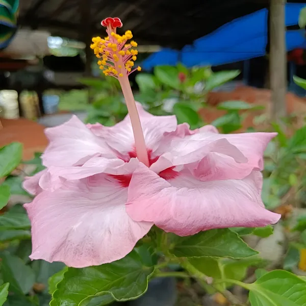 Hibiscus_Plant_(Hybrid)_For_Indoor_&_Outdoor_With_Pot