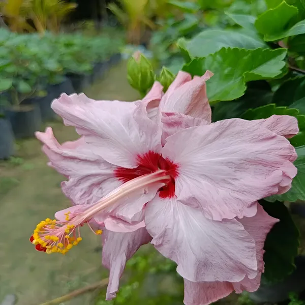 Hibiscus_Plant_(Hybrid)_For_Indoor_&_Outdoor_With_Pot