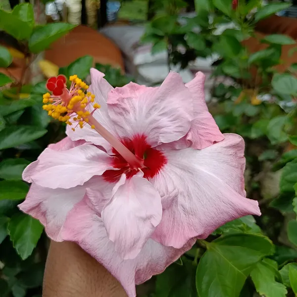 Hibiscus_Plant_(Hybrid)_For_Indoor_&_Outdoor_With_Pot
