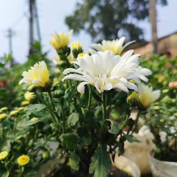 Chrysanthemum_White_Premium_Blooming_Plant_(Chandramallika)_Pack_Of__-_1