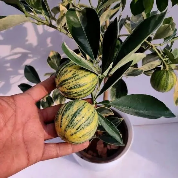 Variegated_Malta_Lemon_Plant_(Hybrid)_For_Indoor_&_Outdoor_With_Grow_Bag