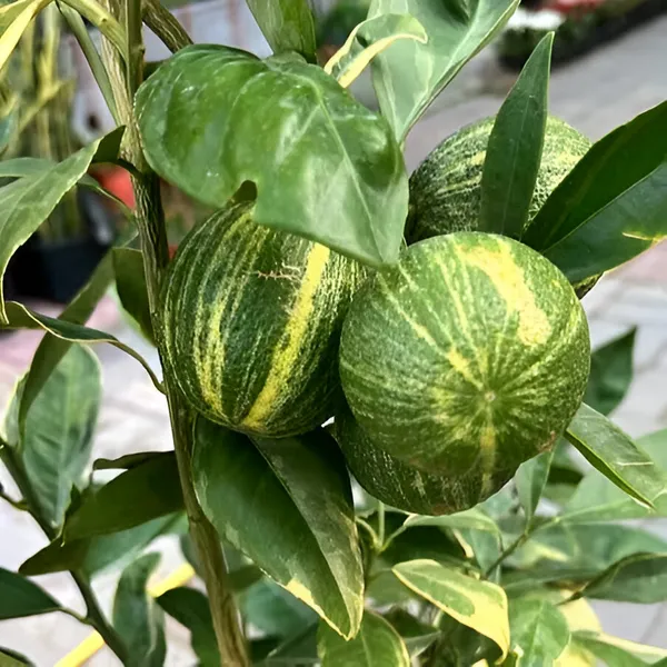 Variegated_Malta_Lemon_Plant_(Hybrid)_For_Indoor_&_Outdoor_With_Grow_Bag