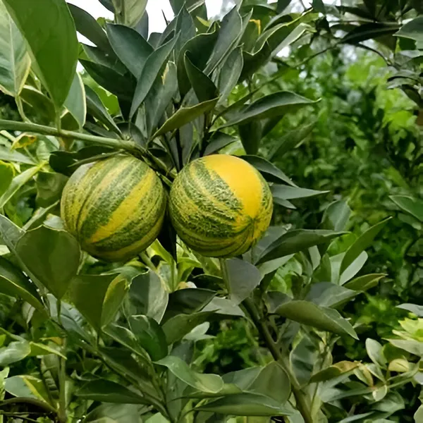 Variegated_Malta_Lemon_Plant_(Hybrid)_For_Indoor_&_Outdoor_With_Grow_Bag
