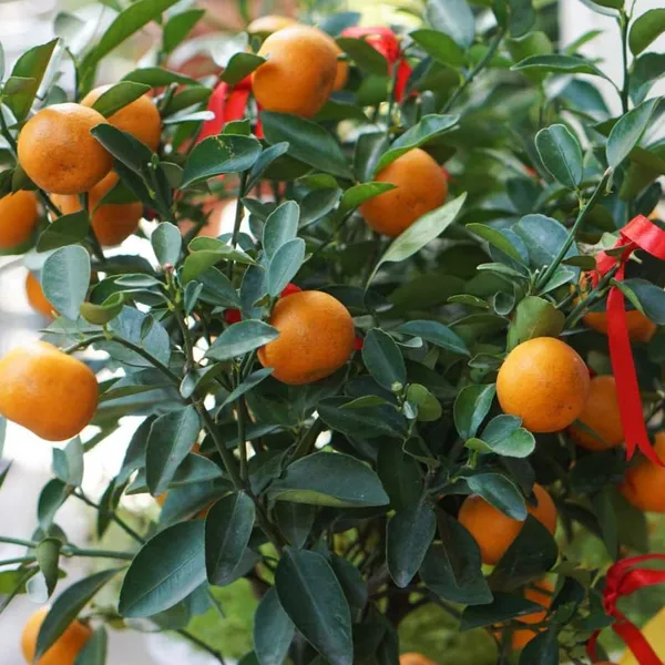 Orange_Plant_Small_Size_New_&_Grafted_(Hybrid)_For_Outdoor_With_Grow_Bag
