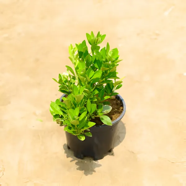 Orange_Plant_Small_Size_New_&_Grafted_(Hybrid)_For_Outdoor_With_Grow_Bag