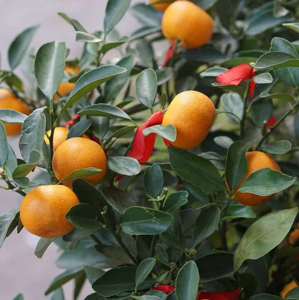 Orange_Plant_Small_Size_New_&_Grafted_(Hybrid)_For_Outdoor_With_Grow_Bag