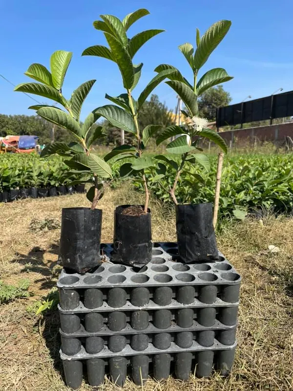 Taiwan_Pink_Guava_Plant_Grafted_|_Hybrid_Pack_Of_-_1