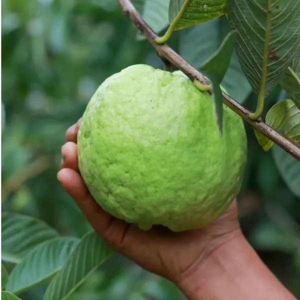 Taiwan_Pink_Guava_Plant_Grafted_|_Hybrid_Pack_Of_-_1