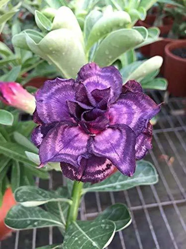 Adenium_Plant_(Hybrid)_For_Indoor_&_Outdoor_With_Grow_Bag