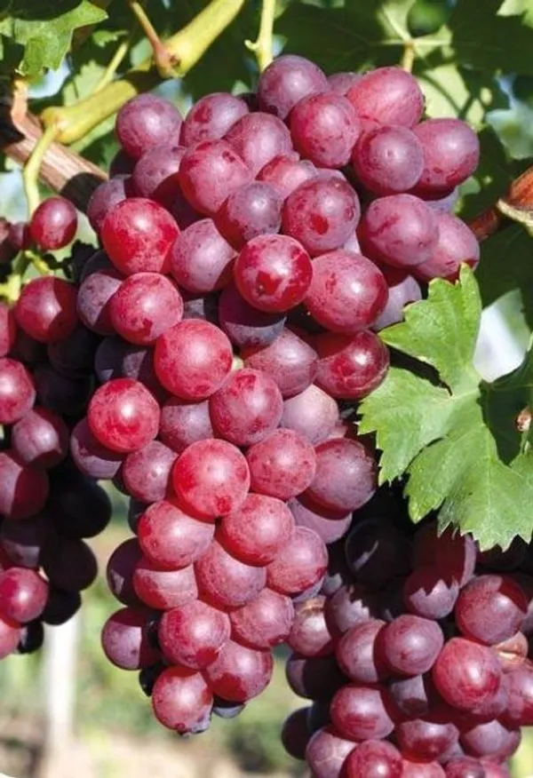 Grapes_Plant_(Hybrid)_For_Outdoor_With_Grow_Bag