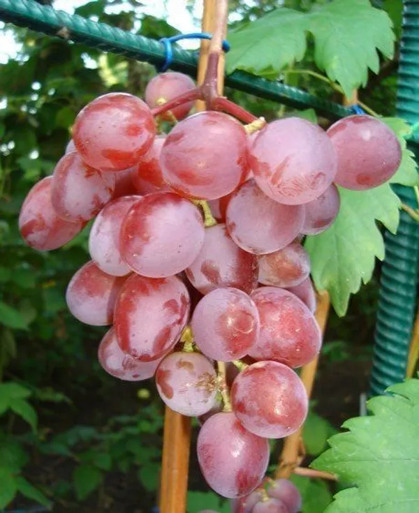 Grapes_Plant_(Hybrid)_For_Outdoor_With_Grow_Bag