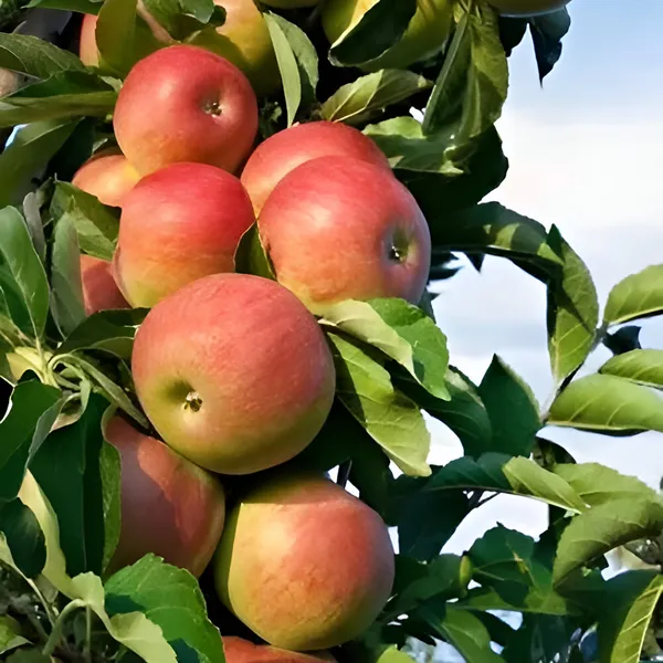 Apple_Plant_(Hybrid)_For_Indoor_&_Outdoor_With_Grow_Bag