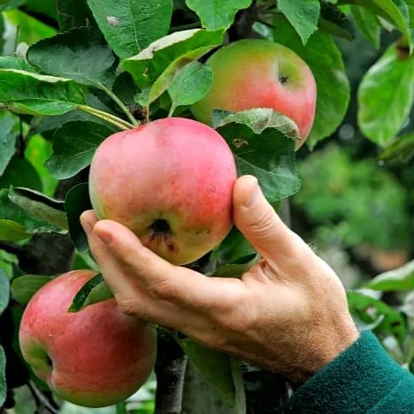 Apple_Plant_(Hybrid)_For_Indoor_&_Outdoor_With_Grow_Bag