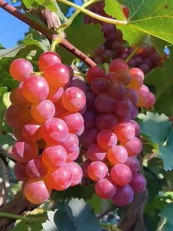 Grapes_Plant_(Hybrid)_For_Outdoor_With_Grow_Bag