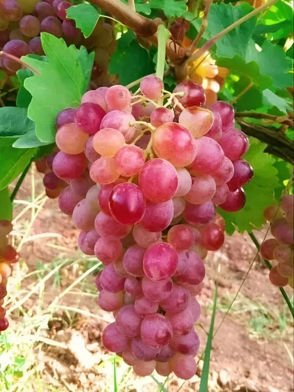 Grapes_Plant_(Hybrid)_For_Outdoor_With_Grow_Bag