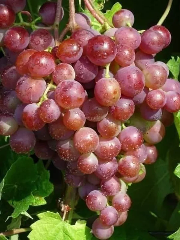 Grapes_Plant_(Hybrid)_For_Outdoor_With_Grow_Bag