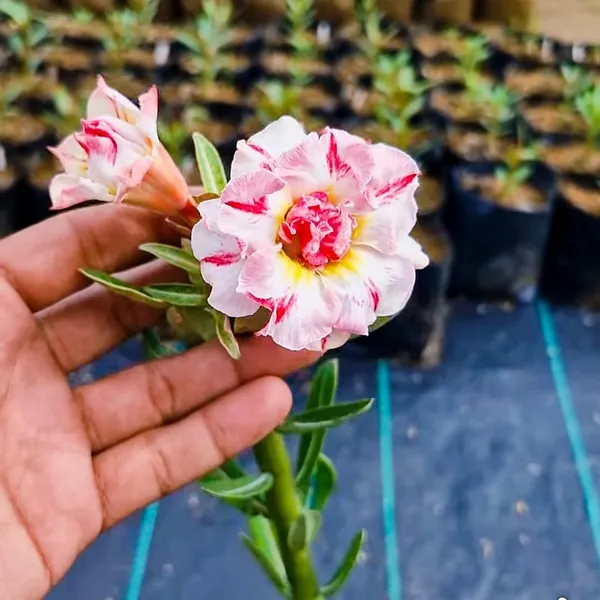 Adenium_Desert_Rose_Plant_Double_Petal_Variegated_Hybrid_Pack_Of_-_1