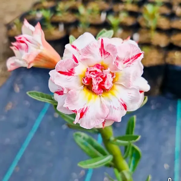 Adenium_Desert_Rose_Plant_Double_Petal_Variegated_Hybrid_Pack_Of_-_1