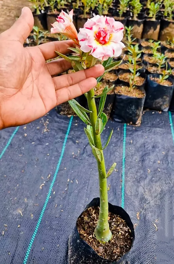 Adenium_Desert_Rose_Plant_Double_Petal_Variegated_Hybrid_Pack_Of_-_1