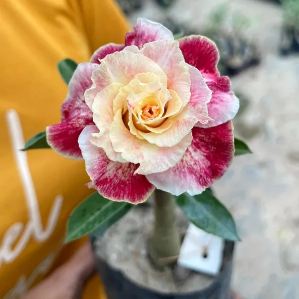 Adenium_Desert_Rose_Plant_Rare_Double_Petal_Hybrid_Pack_Of_-_1